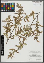 Foto von Salix alba L.